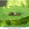 papilio machaon larva1